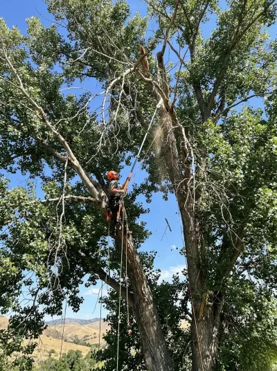 Arborist high in tree canopy with climbing ropes and safety gear near Boise foothills
