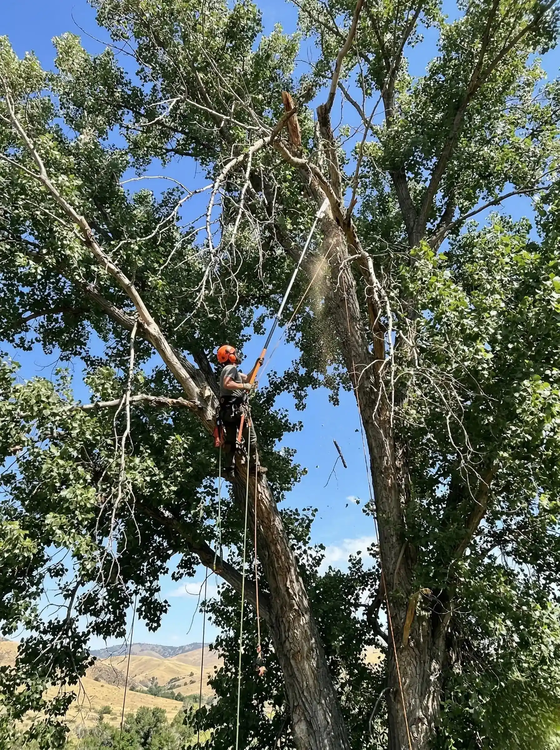 ISA-certified arborist inspecting a tree in Boise Idaho