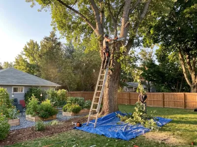 Arborist climbing ladder to trim a large backyard tree in Boise Idaho