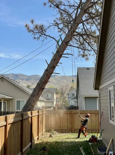 Crew removing a dead tree near power lines in a Boise backyard using ropes